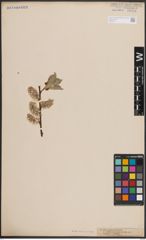 Foto von Salix caprea L.